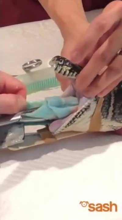 This snake ate an entire beach towel