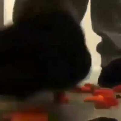 me when i step on lego