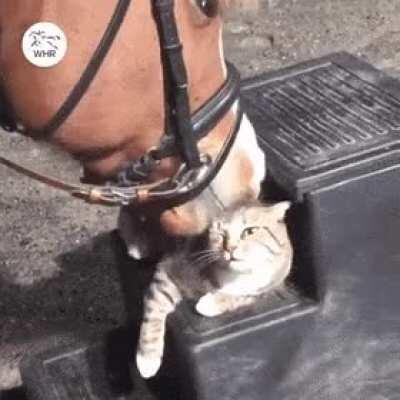 Cat purring suits the horse and horse licking suits the cat, both being bros to each other.