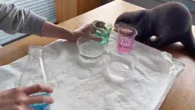 Otters try sparkling water
