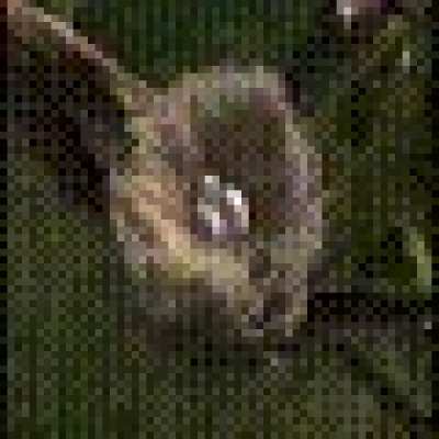 Roses are Red, i am groovy, ya know what? Fuck It! The entire Shrek movie 