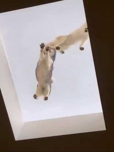 I need more roof Huskies in my life