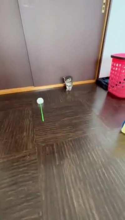 pOoR kItTeN sCaReD tO dEaTh By InCoMiNg MiSsIlE