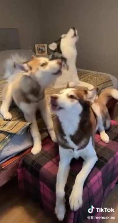 Screaming huskies