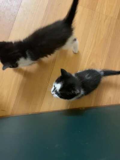 Rorschach demanding love, bonus tail wiggle.