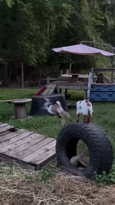 Just kicking it!🤣🐐❤️