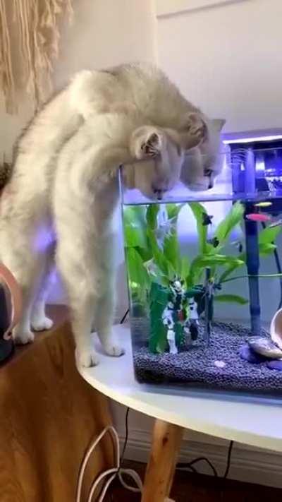 Пьют водичку