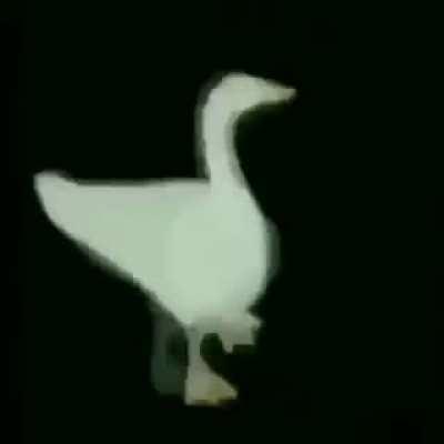 Duck