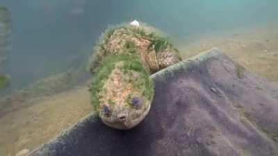 Common Snapping Turtle