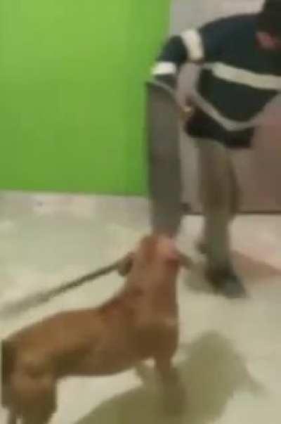 Dog main learns how to wield machete. Insane buff in power 🐶🔪