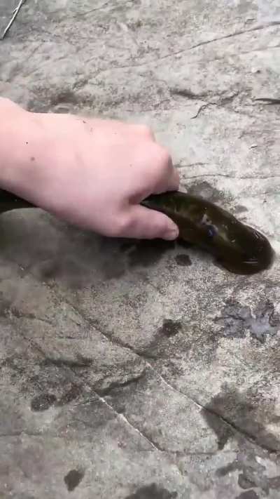 Lamprey tongue