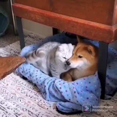 He leaves just enough space for the cat