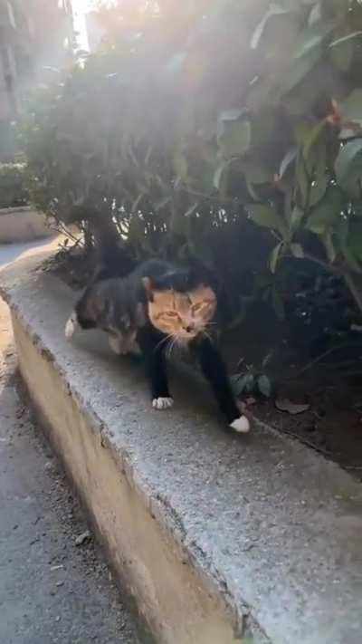 How do you like this orange?