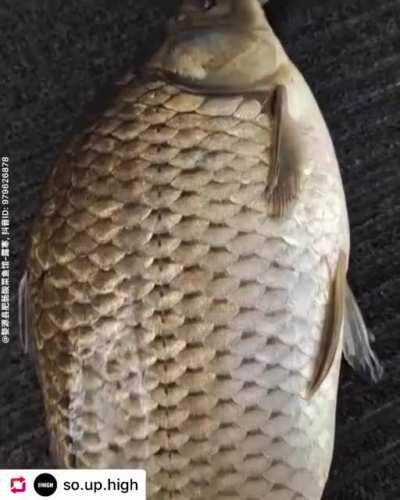 When te desahucian de tu casa y te diagnostican una enfermedad terminal 🅱️ut tencuentras dos peces gozandosela 🤘😎🤙