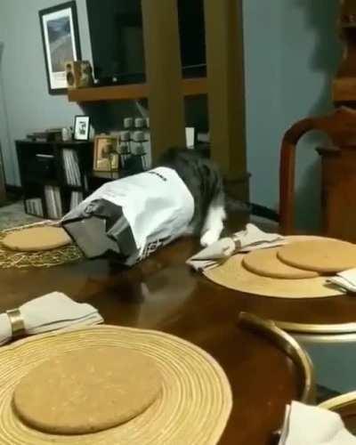 everyone is preparing for dinner, the cat at this time: