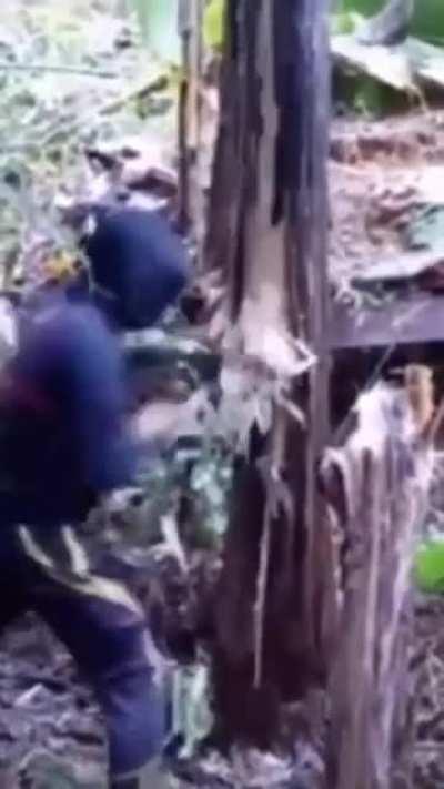 Man Punches A Tree Down