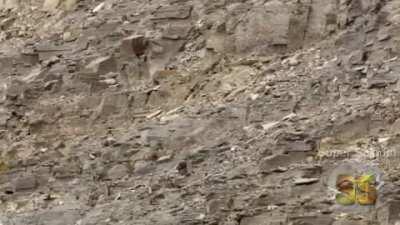 Todos saudem O PINTO IMORTAL