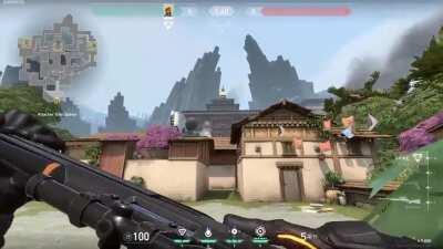 Haven B Post Plant Mollies