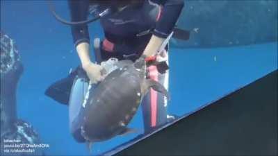 She has no time for the turtle shenanigans