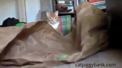 Cat dies as it sees a coin stealing cat toy.