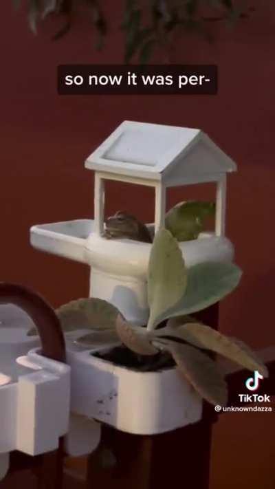 If you give a mouse a cookie....with frogs