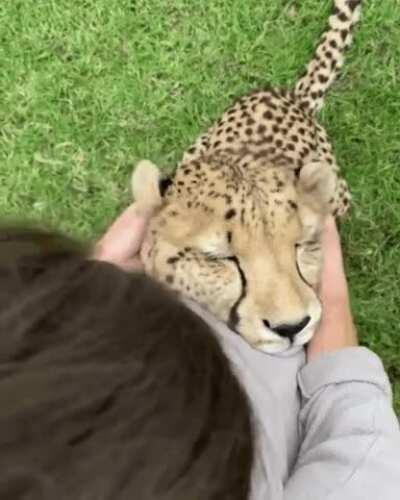 No matter the size, all cats love a good scratch behind the ear!