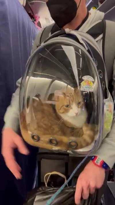 Boarding a flight with my cat 😻
