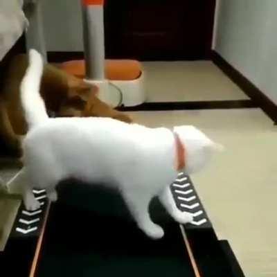 The cats haven’t quite figured the treadmill out