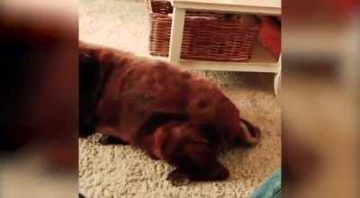 Dog fart made the cat comit!