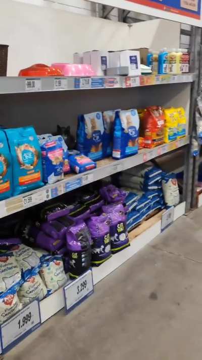 Apareció un felino en el Sodimac de San Justo y se sirvió solo