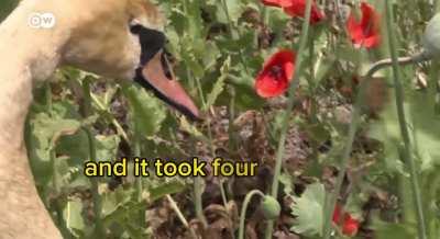 Swans addicted to poppy canât fly anymore. 