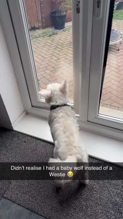 Monty the wolf 🐺