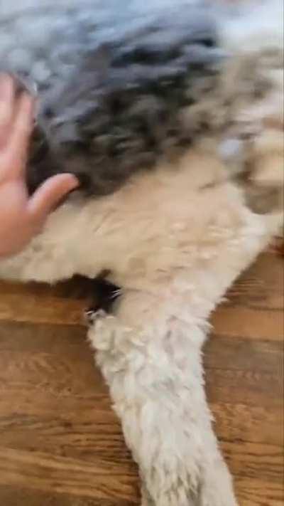 Today's supervisor, Pippin the English Sheepdog/Poodle mix