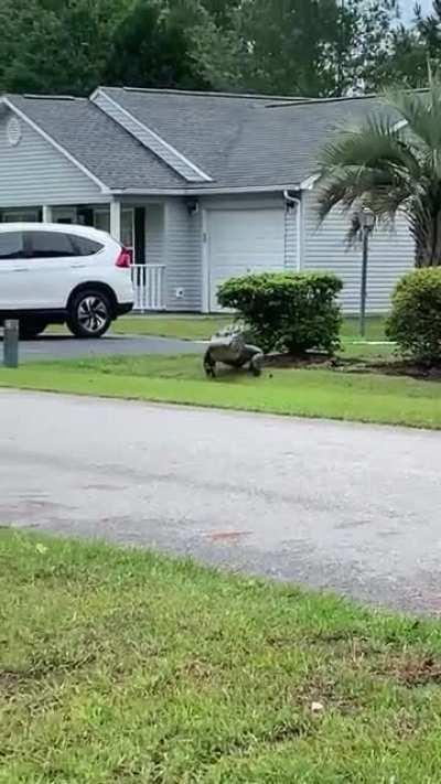 Large Languid Lawn Lizard