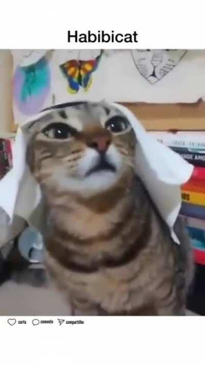 Not Mine, I really Love It an Wanted To Share It With Y'all. Habibi Cat