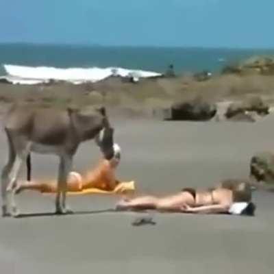 Sun tanning fun on beach.