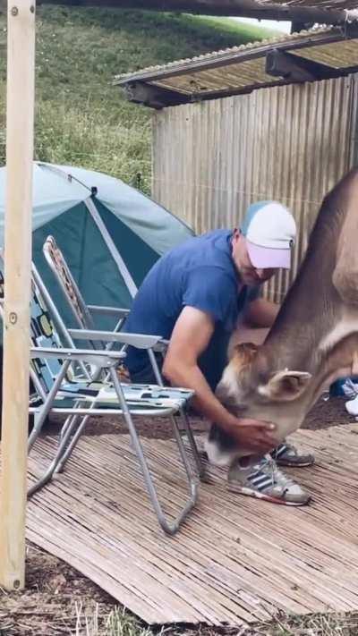 Just Some Really Big Puppies