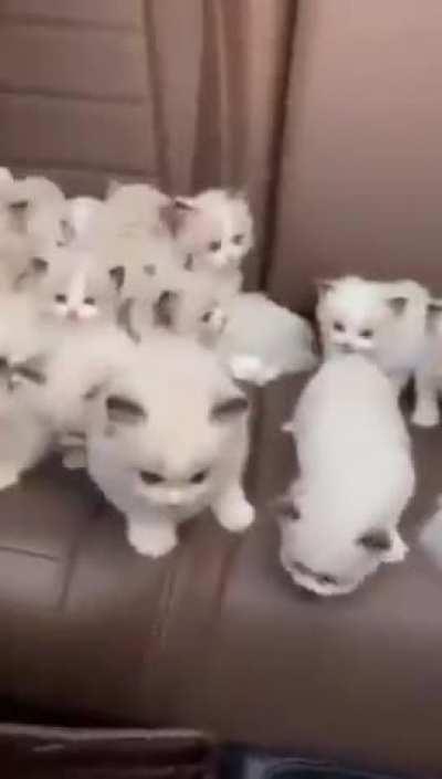 Car full of kittens.