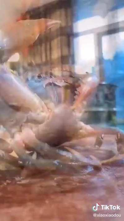 Thanks, I love crab battles