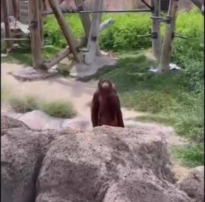 Monke will seek revenge