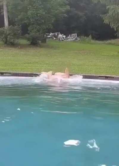 To jump into the water