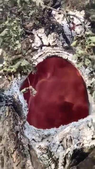 Fire burns inside of a tree with nothing else burning