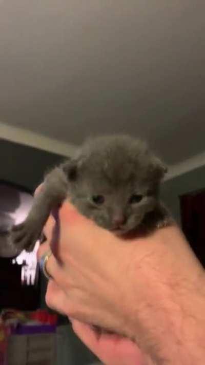 Him name Floyd. Him screm.