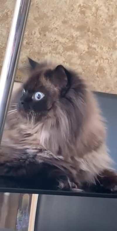 Noodles sees them... constantly 😂