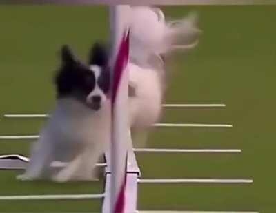 Хаскам не нужен стресс