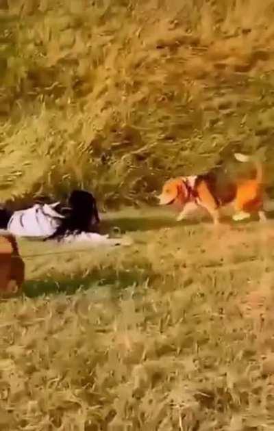 HMC while I walk the dogs