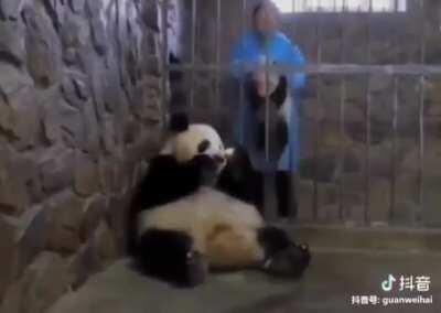 BaBY pANda GEts TraDed fOr aN aPple , THen geTS rUtHlEsSLy dRAgged aWay tO BE teStED