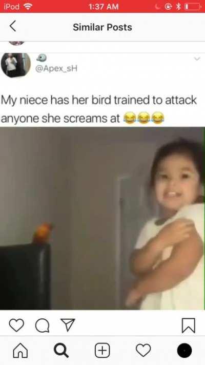 Bird attack