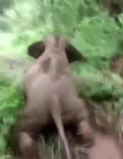 The baby elephant is having a goodtime