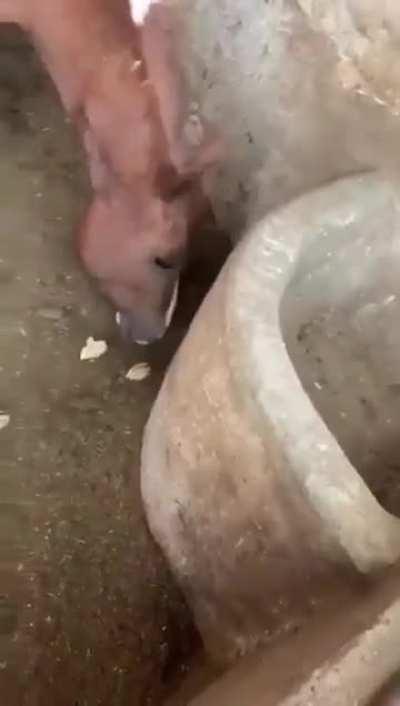 Ackeradolf verspeist Küken